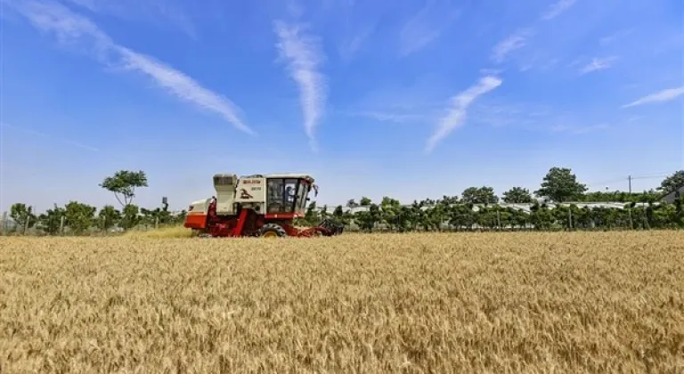 Çin'in yıllık tahıl üretimi rekor seviyeye ulaştı